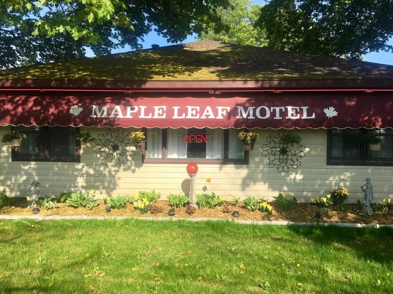 Maple Leaf Motel - Vintage Postcard